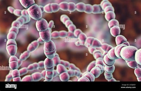 Ilustración Informática De Streptococcus Thermophilus Gram Positivo