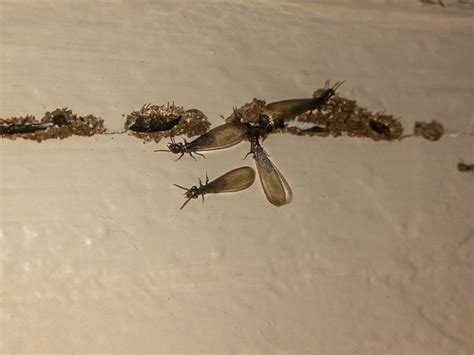swarming termites thrasher termite and pest control