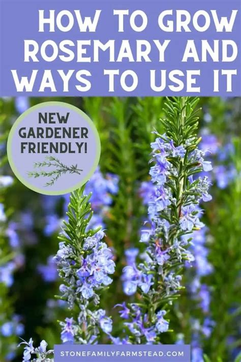 How To Grow Rosemary And All The Ways You Can Use It Growing Rosemary
