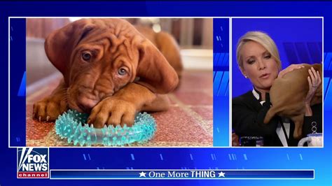Dana Perino Introduces America To Her New Puppy Puppy United States