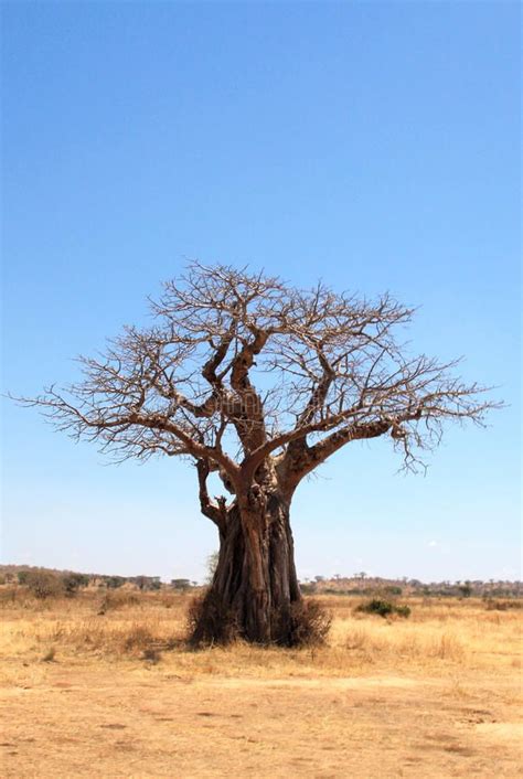 Baobab Tree In Savannah Old Baobab Tree In Savanna Central Equatoial