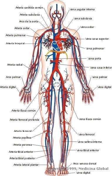sistema circulatorio Anatomía médica Anatomía y Sistema circulatorio