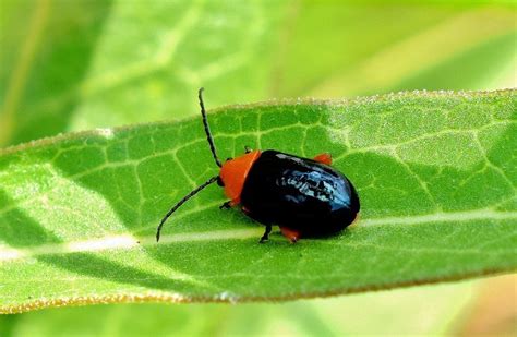 What Is A Flea Beetle Garden Ambition Garden Problems