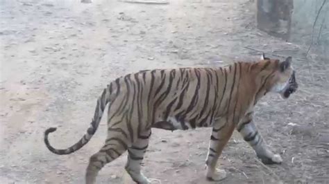 Tiger Sighting In Ranthambore National Park Youtube