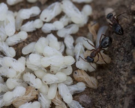 Textless These Ants Have Hatched But Are Still White And