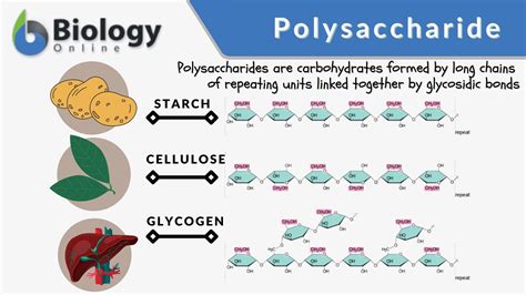 Types Of Polysaccharides 3 Types Nan Pipestem Wildlife