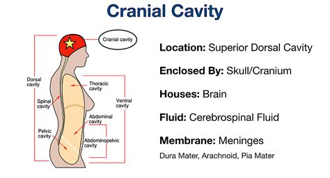 Body Cavities Labeled Organs Membranes Definitions Diagram And