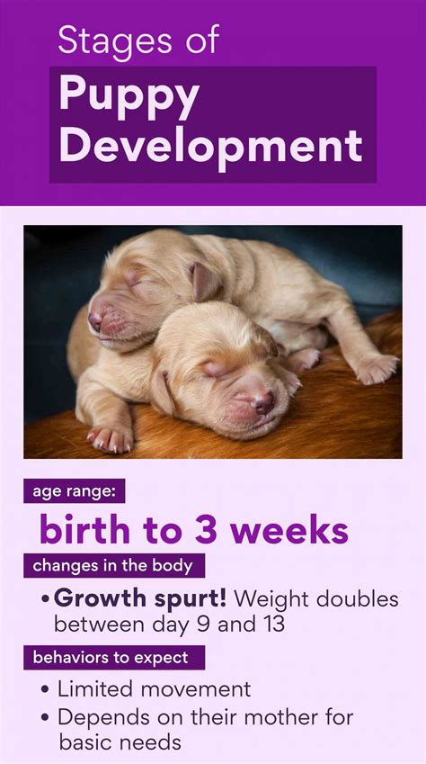 Puppy Stages Early Dog Development From Newborn Puppy To Adulthood