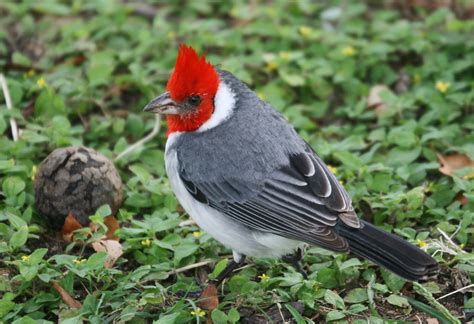 Pictures And Information On Red Crested Cardinal