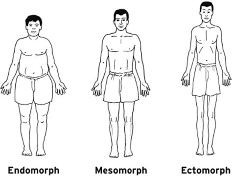 The Three Body Types Ectomorph Mesomorph And Endomorph Hubpages