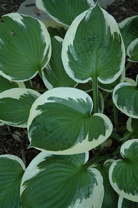 Hosta Minuteman — The Cottage Gardens Lansing