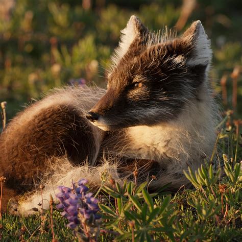 Arctic Fox Wildlife