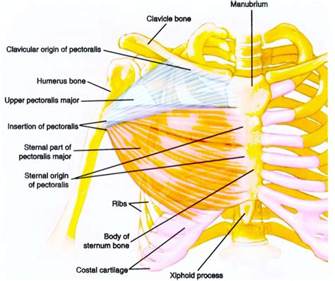Upper Chest Muscles Anatomy Mini Handbooks Skeletal Muscle Group Iii