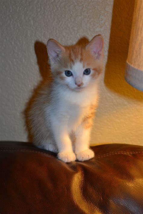 Orangewhite Tabby Kitten Pets Pinterest Kittens And