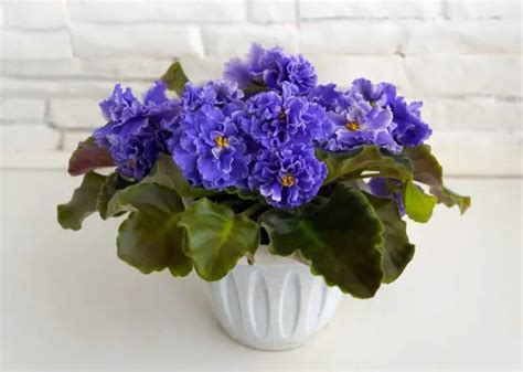 Best Pots For African Violets Garden Lovers Club