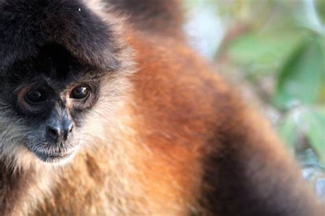 10 Amazing Rainforest Animals In Central America Adventurous Miriam