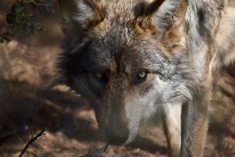 Latest Mexican Gray Wolf Count Shows Population Moving Closer To