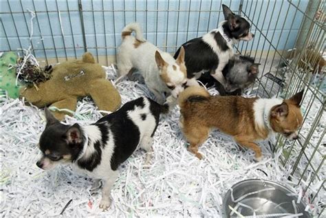 Quality chihuahua puppies available for adoption. Toledo humane society helps remove dogs from Ohio puppy ...