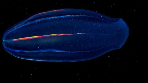 In The Polar Twilight Zone These Unusual Sea Creatures Outshine The