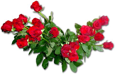 Цветы Розы Картинки На Прозрачном Фоне Telegraph