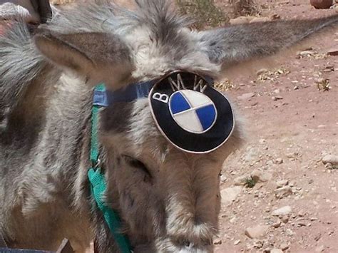 Bmw Mule News Top Speed