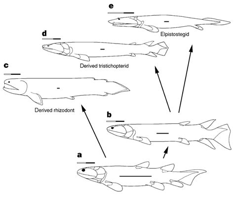 Parallel Evolution In The Tetrapod Stem Group Inferred From The Download Scientific Diagram