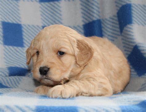 The mini walrus is a very loyal and intelligent dog who would be an excellent family our #1 priority is that our puppies come from a loving and caring environment. Miles Male Mini Goldendoodle Puppy | Mini goldendoodle ...