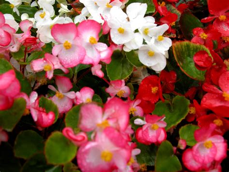 Begonias After The Rain Pics4learning
