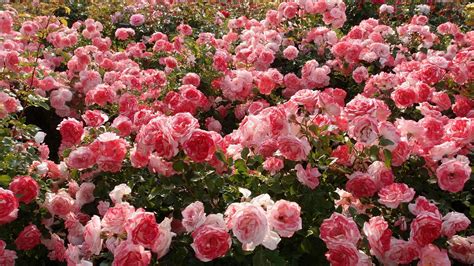 Flower Nature Beautiful Mood Rose Garden Pink Wallpaper 2560x1440