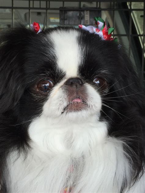 38 Hq Pictures Japanese Chin Puppies Ohio Japanese Chin Puppies Breed