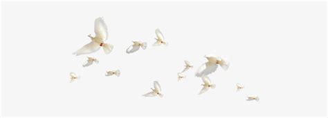 Flying Birds Birds In Flight Transparent Background Dove Fly Png