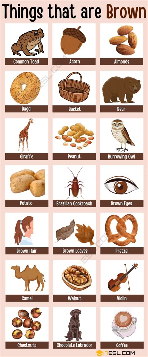 153 Popular Things That Are Brown In English 7esl