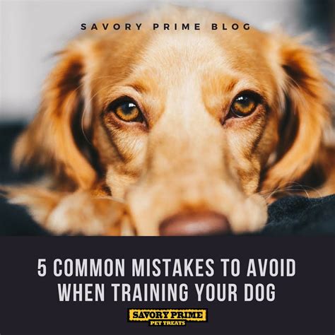 5 Common Mistakes To Avoid When Training Your Dog Savory Prime Pet Treats