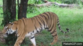 Royal Bengal Tiger Walking On Make A GIF