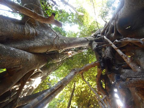 Whitsundays Tropical Rainforest Waterfalls And Airlie Beach Eco