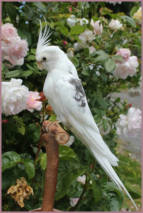 Beautiful White Parrots