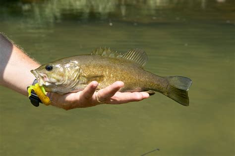 Best Smallmouth Bass Lures