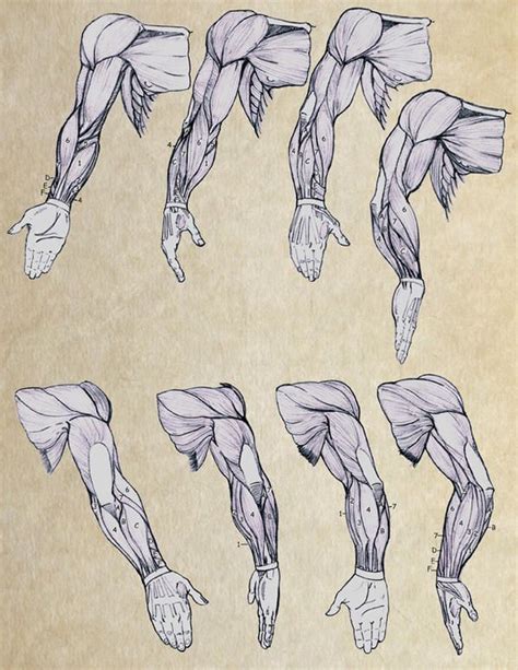 Arm 002 By TRACER70 On DeviantArt Human Anatomy Drawing Anatomy