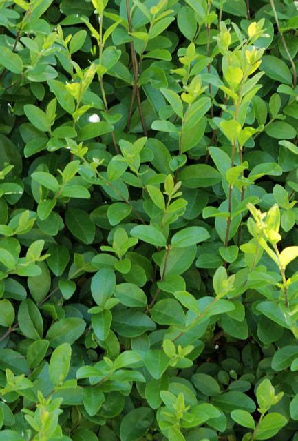 Common Privet Hedge Ligustrum Ovalifolium Hedging Plants Direct