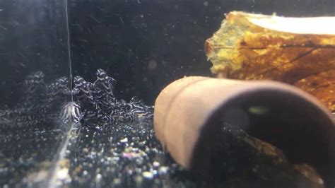 L046 Zebra Pleco Fry 3 Weeks Old Youtube