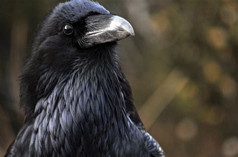 Raven Bird Free Stock Photo Public Domain Pictures