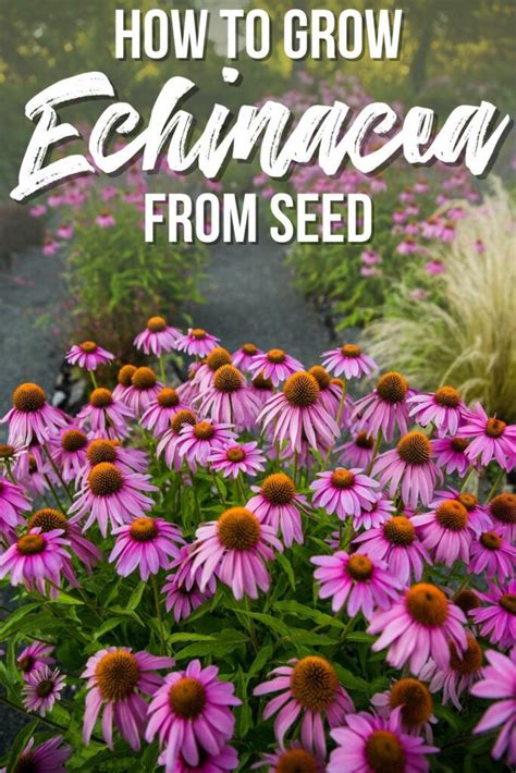 How To Grow Echinacea From Seed
