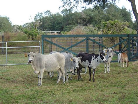 Miniature cows are very docile and easy to handle. Mini Zebu cows and mini zebu calves for sale at JBR Ranch ...