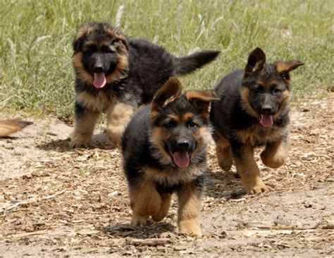 Is a german shepherd puppy a good first dog? Cute German shepherd Puppies - Doglers