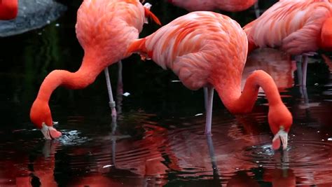 Group Of Pink Flamingos At The Zoo Argentina Flamingos Two Different