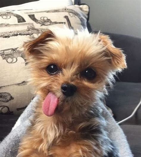 40 Cute Puppy Pictures To Make You Say Aw