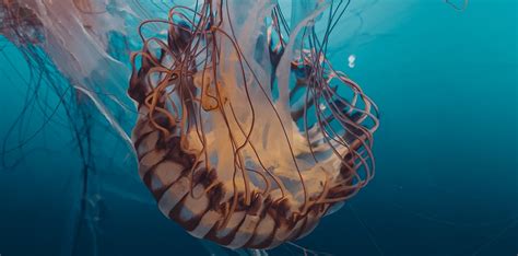 What Do Jellyfish Eat All About The Diet Of Jellyfish