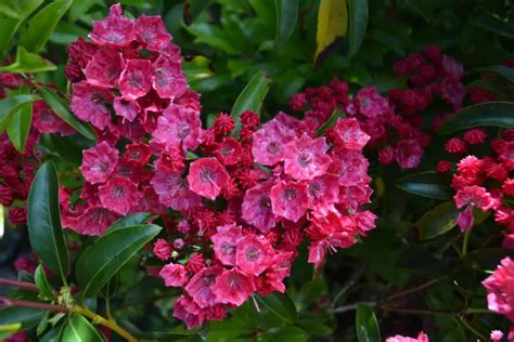 The Different Types Of Mountain Laurel Photos Garden Lovers Club