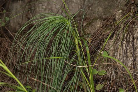 Asphodeline Liburnica Scop Rchb Plants Of The World Online Kew