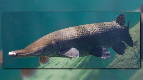 Read more about alligator gar's mechanics here. whas11.com | Rare alligator gar caught in southwestern Indiana river